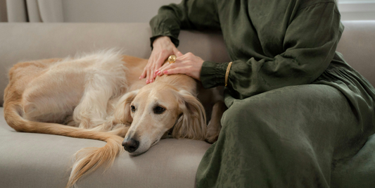 The Fluffy Struggle Is Real: How Pet Parents Fight Fur, Daily